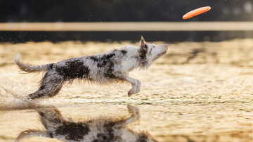 Everlasting Spirit Made My Day