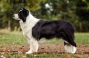 Findzia Stars Border Collies