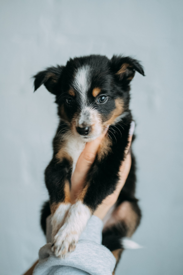 Brilliant Blik Patronus Charm