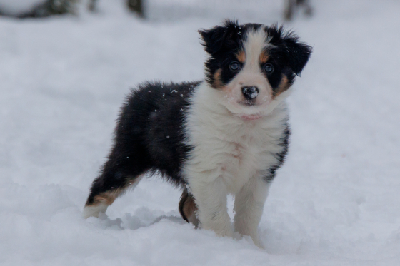 Merci Mon Ange Shato Got'e