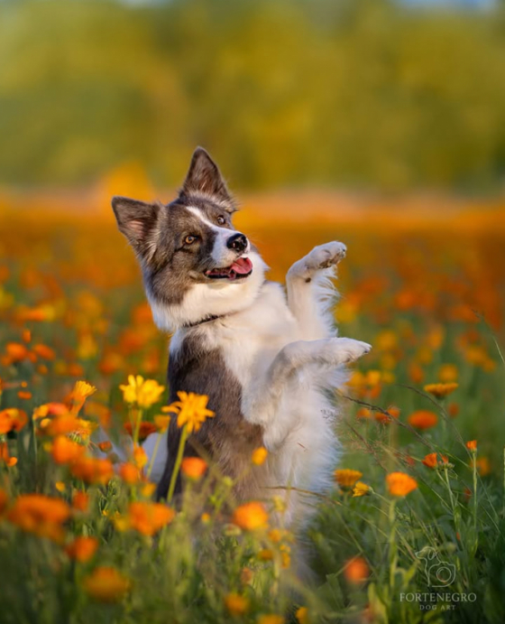 Ciri from Real Dogs Paradise