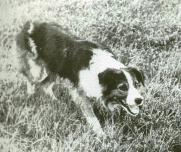 Ken
