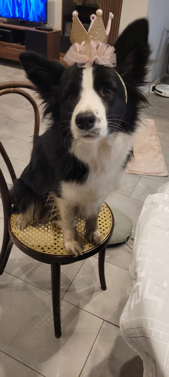 Unique Perfect Star Ellie Darmakhaja