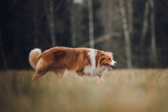 Xanthos Of Maranns Home