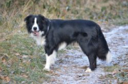 Beauly Firth Blackwater Rush