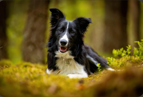 Adorable Connie Genius paw
