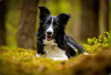 Adorable Connie Genius paw