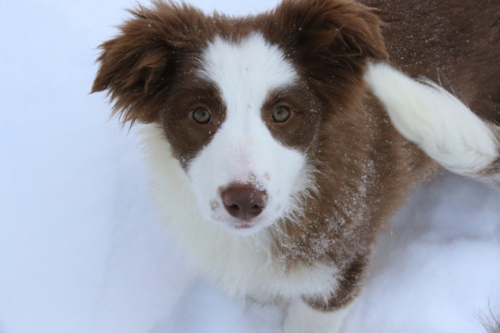 Shepherd Cottage Athena