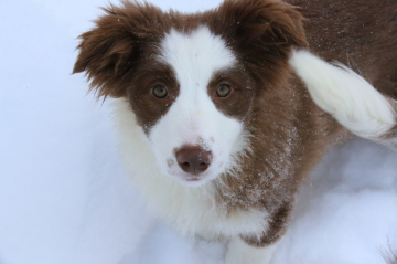 Shepherd Cottage Athena
