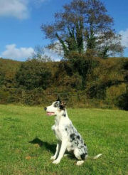 Blei Master Yoda Border Collies Kennel