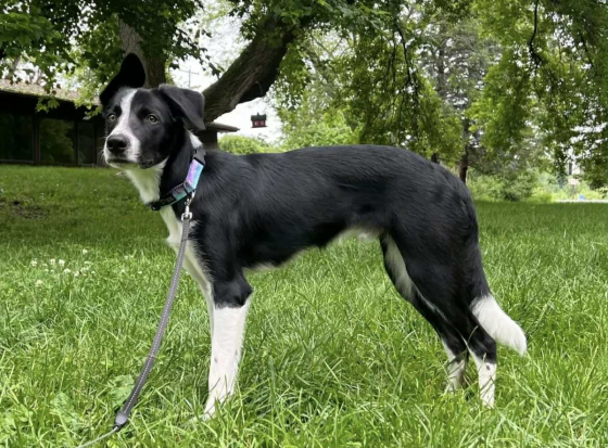 The Greatest Legacy Shepter