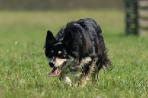 Eden Van't Hof Diabolo