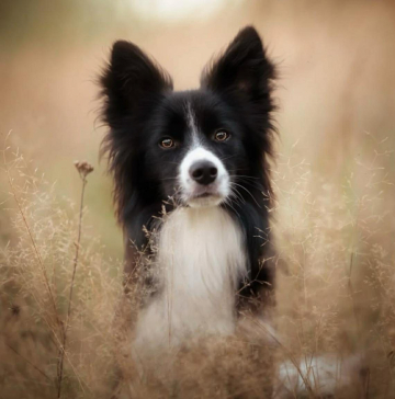 Border of Flair I Will Own Frisbee World