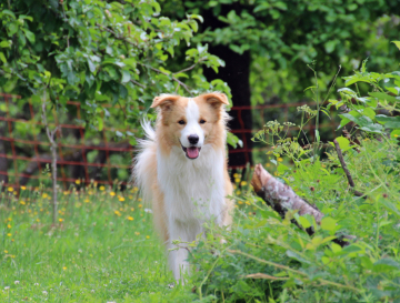Bubbles The Red Headline From Peerlessborder