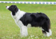 Fimena Stars Border Collies