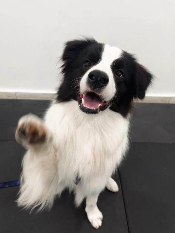 Pawfessional Xxiv Rocky