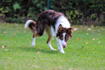 Born to live BeeGee Pearls of Stonefields