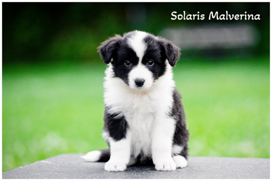 Delong Line Solaris Malverina