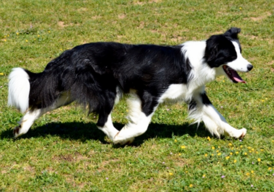 Kynagon For Your Eyes Only