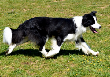 Kynagon For Your Eyes Only