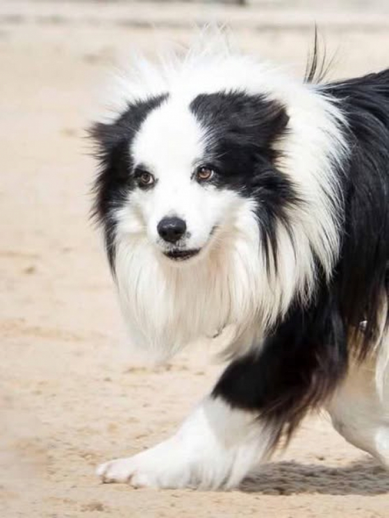 Bordershow John Snow