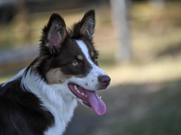 Be my dream Pearls of Stonefields