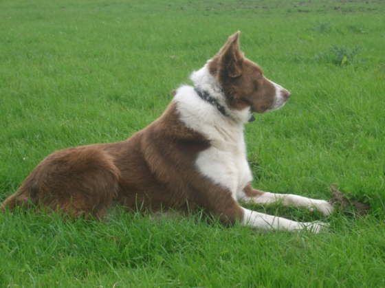 Bobby Socks of Holmelyne