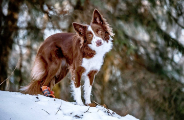 Knockdowns Let's Go Eevee