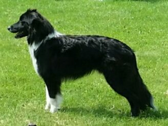 Severus Pyton Di Petrademone