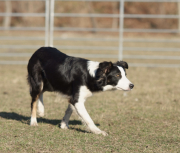 Newhill Sheepdogs Elly