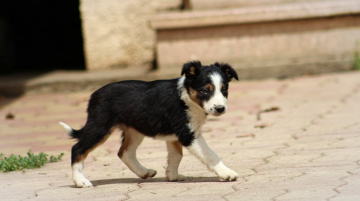 Azura Au Royaume d'Une Nuit Etoilee
