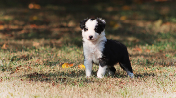 A Orso Au Royaume d'Une Nuit Etoilee