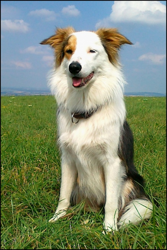 Panda Face Z Cernobilych