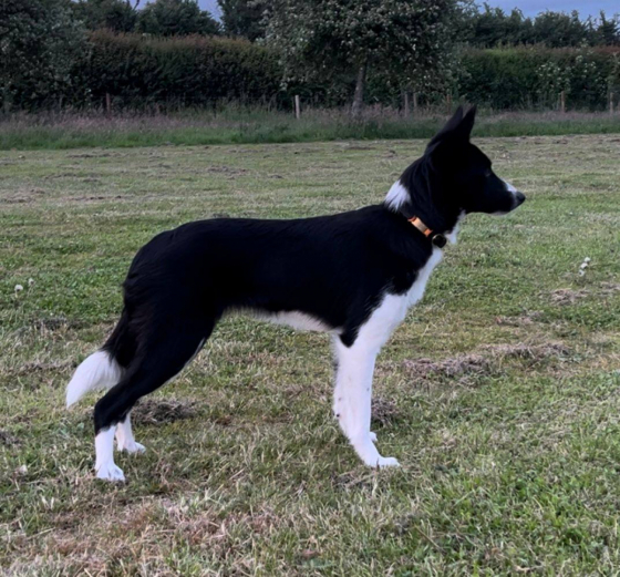 Mendipstar Sun Is Rising