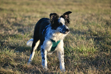 Wake Up Your Brain Ninja