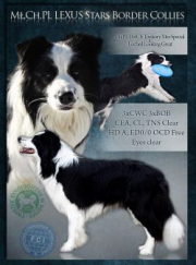 Lexus Stars Border Collies