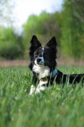 Chase Your Victory Dancing Paws