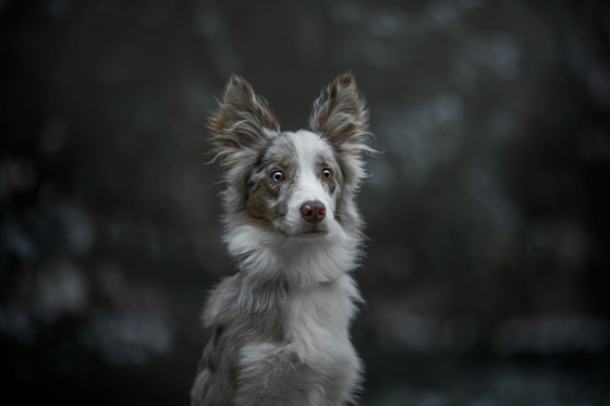 Oceanic Varus at Border On Board