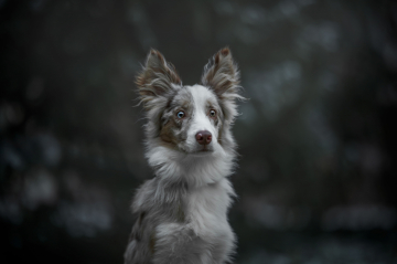 Oceanic Varus at Border On Board