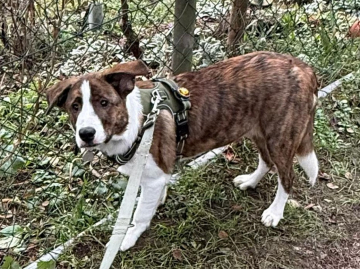 Ulic Lovely Little Angel's