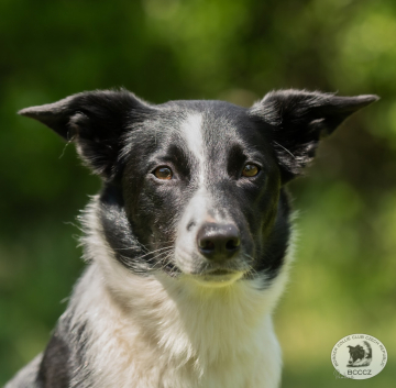 Night Magic Alfa Fortuna