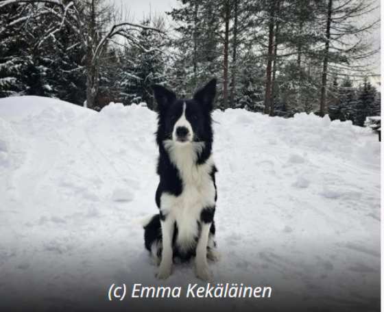 Tasapainon Aarteenmetsastaja