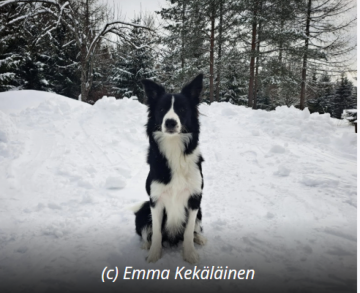 Tasapainon Aarteenmetsastaja