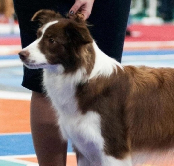 Maremania Gabriela Choccy