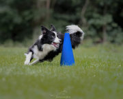 Aneya von den Hundtastischen Wolfen