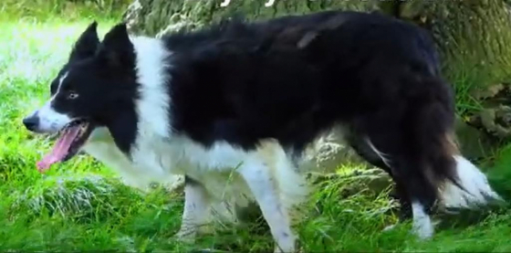 Bryn Yr Orsedd Bill