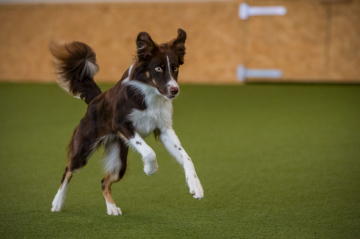 Be crazy Pearls of Stonefields