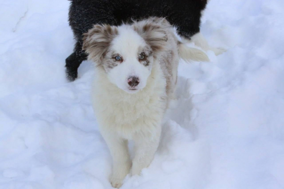 Shepherd Cottage Aramis