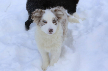 Shepherd Cottage Aramis