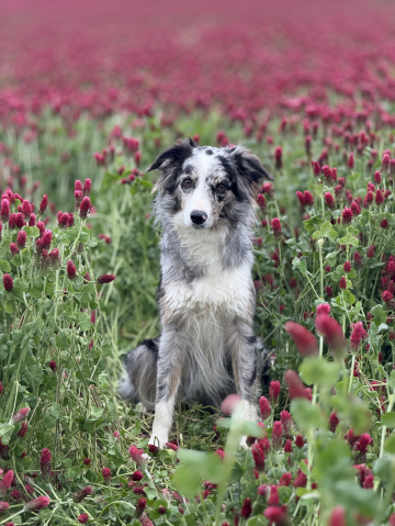 Beauty Pixie Vesely ocas